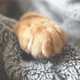 Illustration for article titled 3 Products from Jumbo Pets That Will Serve Your Pet Right